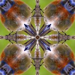 Bluebird4UpSmall.jpg