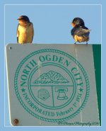 Yellow-Bellied Flycatcher 5-28-2016.jpg