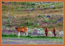 A Doe and her Twins at Little Mountain 5-28-2016.jpg