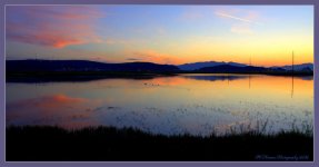 Three Ducks on a Pond at Little Mountain 5-28-2016.jpg
