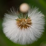 DSC_3682.jpg