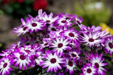 May 29, 2016-0175-Edit.jpg