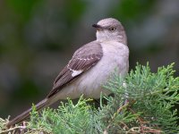 Mockingbird4.jpg