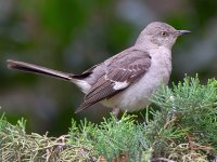 Mockingbird.jpg