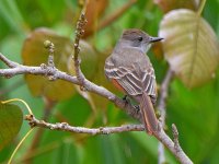 FlyCatcher.jpg
