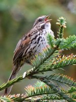 Sparrow3.jpg