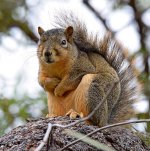 Squirrel.jpg