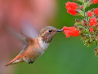 Hummer6.jpg