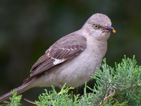 Mockingbird6.jpg