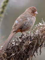 Towhee.jpg