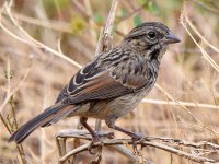 Sparrow2.jpg