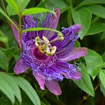 Passiflora.jpg