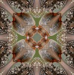 Towhee4x4Small.jpg