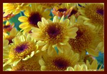 Yellow Mums 5-29-2016.jpg