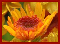 Yellow Mum Close Up 5-29-2016.jpg