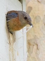 Bluebird3.jpg