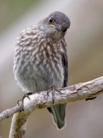 Bluebird8.jpg