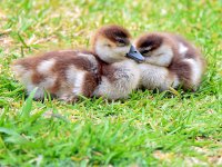 Goslings.jpg
