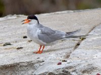 Tern.jpg