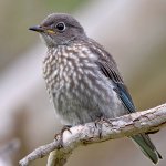 Bluebird9.jpg