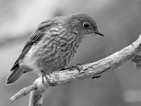 BluebirdBW.jpg