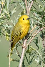 YellowWarbler-130.jpg