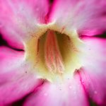 red-flower-close-up.jpg