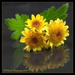 Yellow Mums Reflected 5-30-2016.jpg