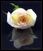 Pink Rose Reflected 5-30-2016.jpg
