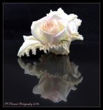 Pink Rose with Sea Shell Reflected 5-30-2016.jpg