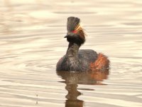 eared gerbe DSC_3792 -1.jpg