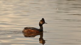 eared gerbe DSC_3798 -1.jpg