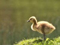 goosling DSC_3635 -1.jpg