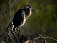 heron__lake_apopka.jpg