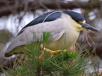BlackHeron2.jpg