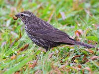 Blackbird3.jpg