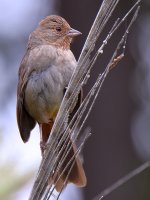 Towhee2.jpg