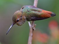Hummer10.jpg