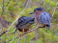 GreenHeron.jpg