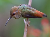Hummer12.jpg