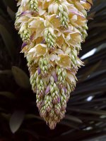Yucca.jpg