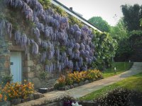 Wisteria Wall.jpg