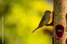 Morning Birds-8171.jpg