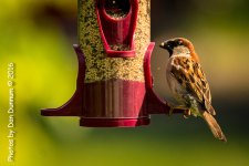 Morning Birds-8173.jpg