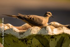 Morning Birds-8164.jpg
