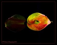 Calla Lily Reflected 5-31-2016.jpg