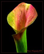 Calla Lily Close Up 5-31-2016.jpg