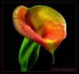 Calla Lily Close Up #2 5-31-2016.jpg