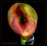 Calla Lily Close Up #3 5-31-2016.jpg