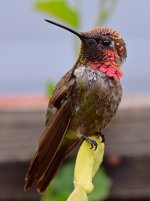 Hummer3.jpg